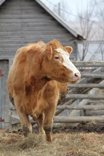 Vaca en pluma —  Fotos de Stock