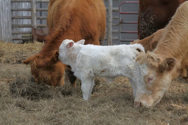 Cows-Calf in Pen — Stock Photo, Image