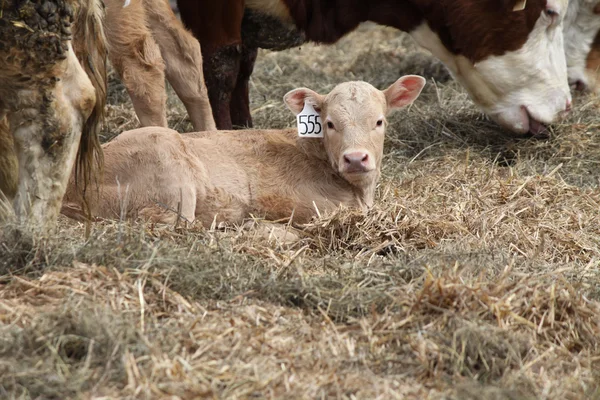 Vaca-vițel în stilou — Fotografie, imagine de stoc