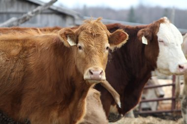 Cows in Pen clipart