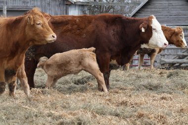 Cows-Calf in Pen clipart