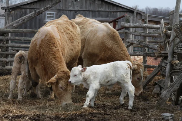 Cows-Calf in Pen — Stock Photo, Image