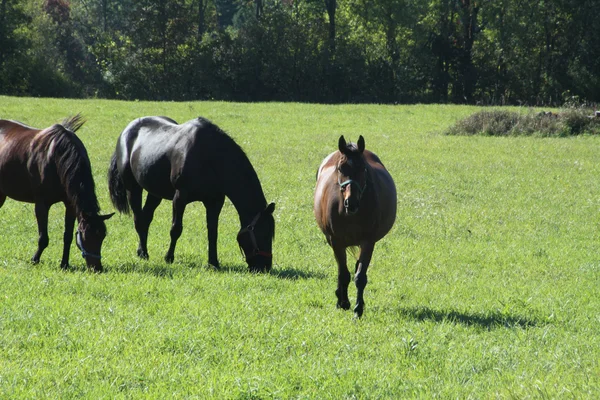 Konie na pastwisku — Zdjęcie stockowe