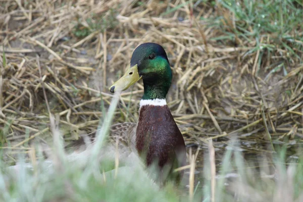 Mallard Duck, Drake — Stock Photo, Image