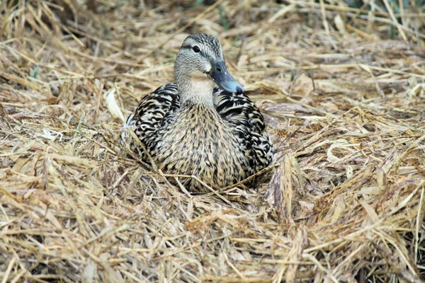 Mallard duck, kip — Stockfoto