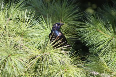 grackle, ortak