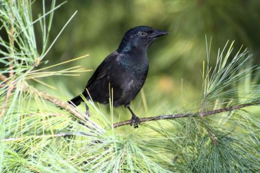 grackle, ortak