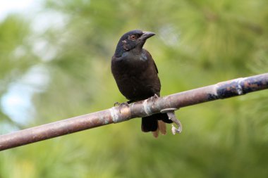 grackle, ortak