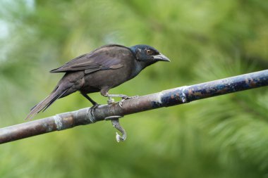 grackle, ortak