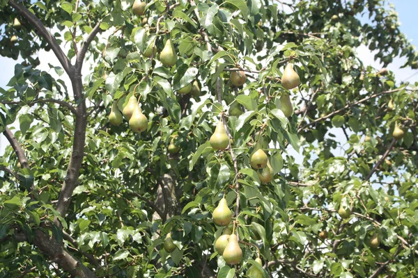 stock image Green Pears