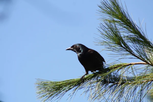 Grackle, gemensamma — Stockfoto