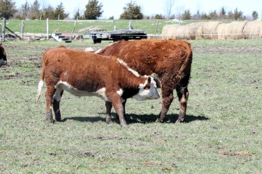 Hereford Düve