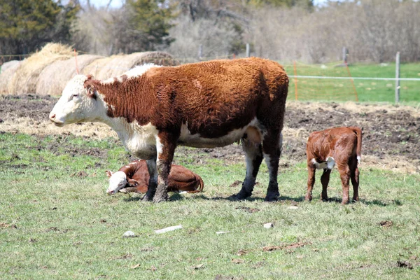 Vaca y ternera de Hereford —  Fotos de Stock