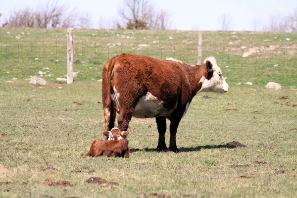 Hereford inek ve Dana — Stok fotoğraf
