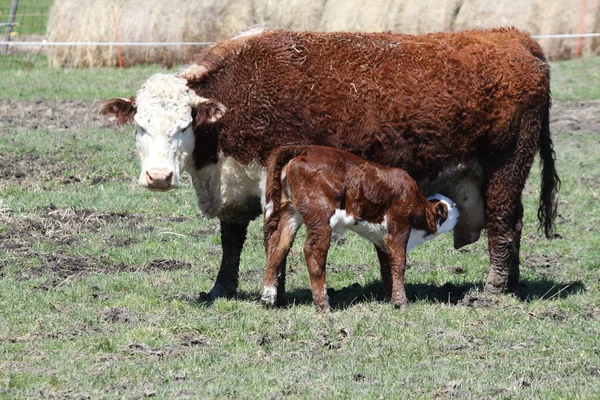 Mucca e vitello di Hereford — Foto Stock