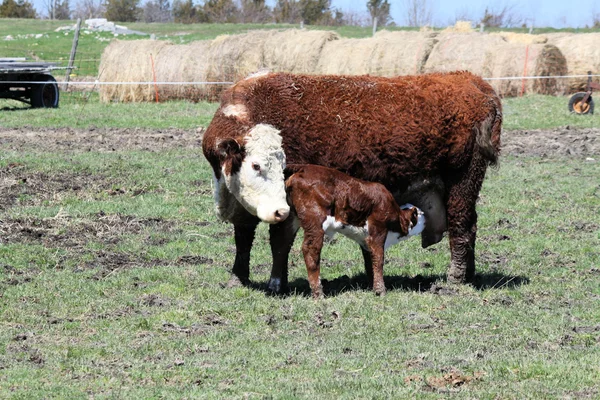 Mucca e vitello di Hereford — Foto Stock