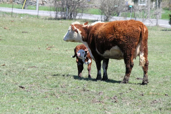 Hereford Cow og Calf – stockfoto