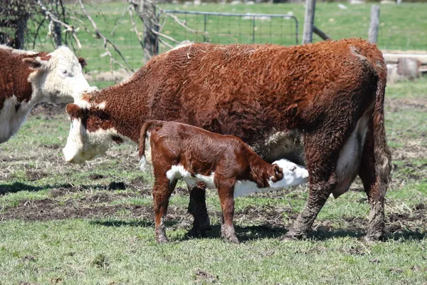 Vaca e bezerro Hereford — Fotografia de Stock