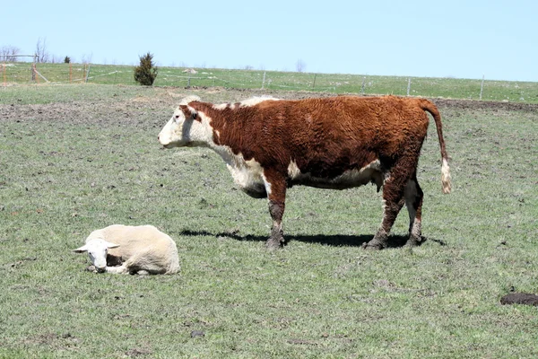 Hereford Cow & Ram — Stock Photo, Image