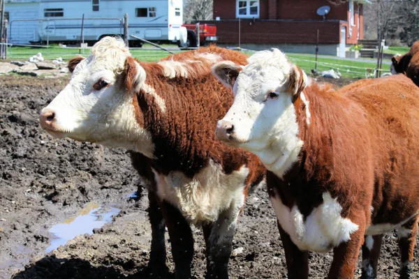 Херефордские коровы — стоковое фото