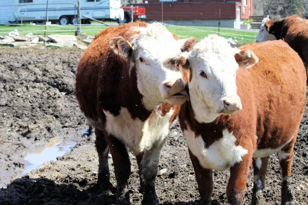 Vacas Hereford — Fotografia de Stock