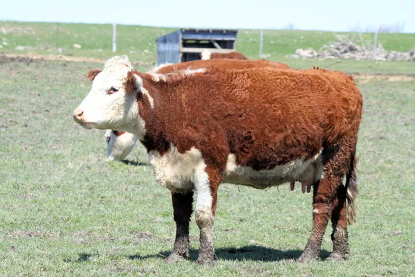 Hereford kráva — Stock fotografie
