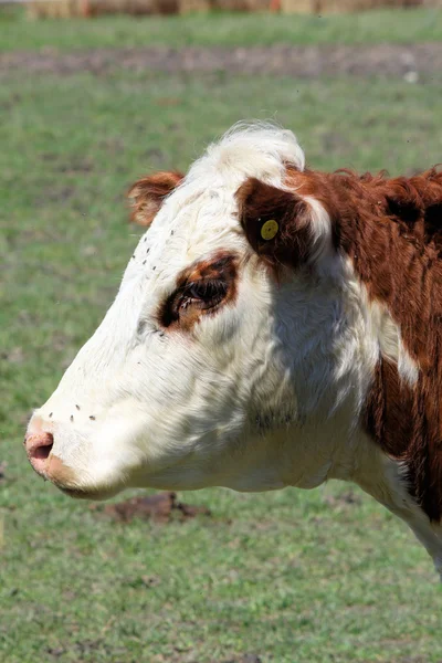 Vaca de Hereford —  Fotos de Stock