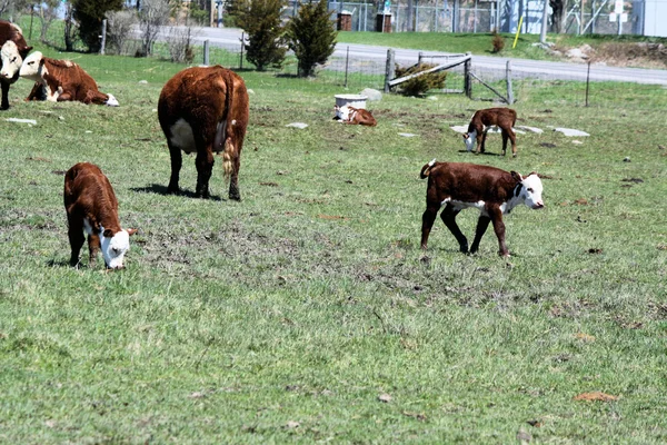 Hereford Calves — Stock Photo, Image