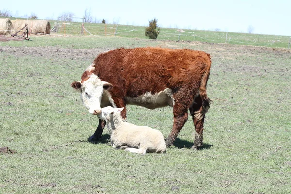 Vaca y carnero de Hereford —  Fotos de Stock
