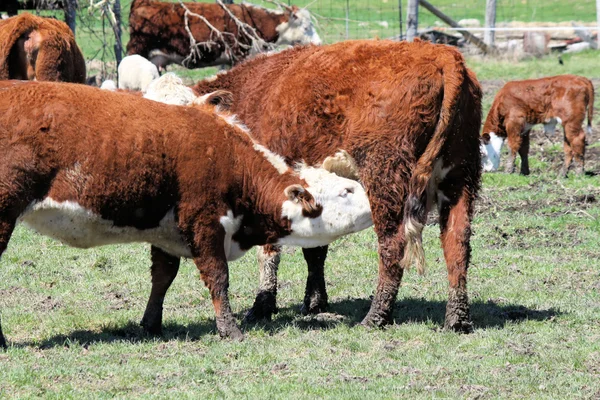 Vaca Hereford —  Fotos de Stock