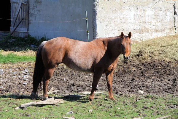 Cavalo, Castanho — Fotografia de Stock