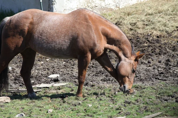 Koně, hnědé — Stock fotografie