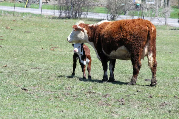 Херефорд корова & теленка — стоковое фото