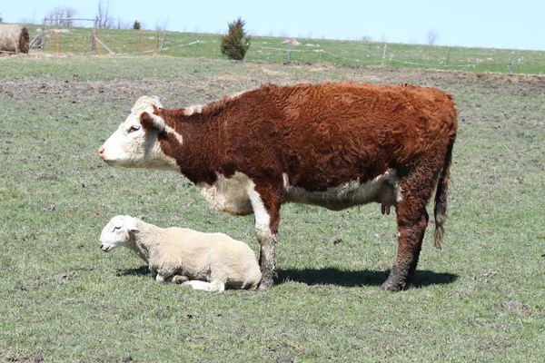 Hereford inek ve Ram — Stok fotoğraf