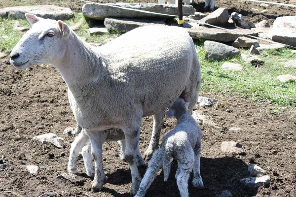 Πρόβατα (προβατίνα & αρνιά) — Φωτογραφία Αρχείου