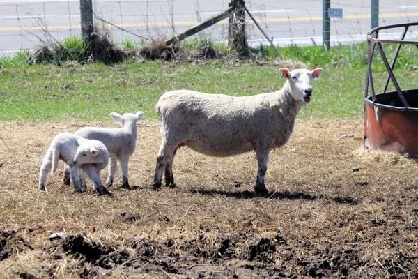 Ovinos (ovelha & cordeiros ) — Fotografia de Stock