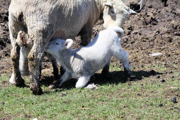 Ovejas (oveja y cordero ) — Foto de Stock