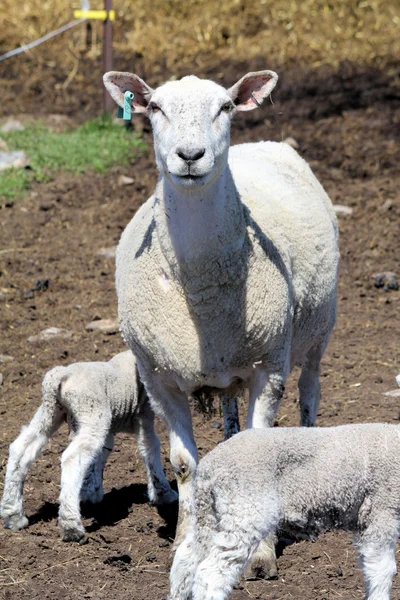Sheep (Ewe and Lamb) — Stock Photo, Image
