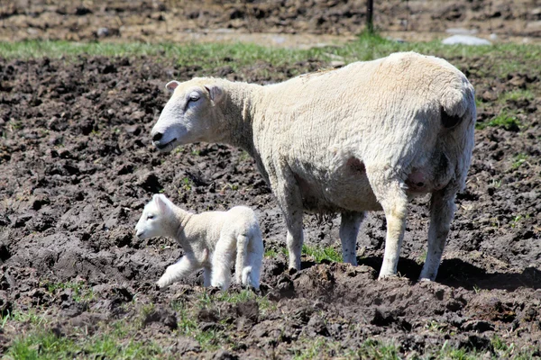 Πρόβατα (προβατίνα και αρνί) — Φωτογραφία Αρχείου