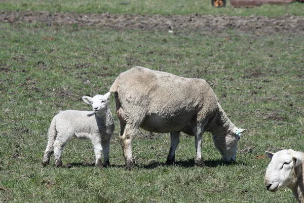 Овцы (овца и ягненок) ) — стоковое фото