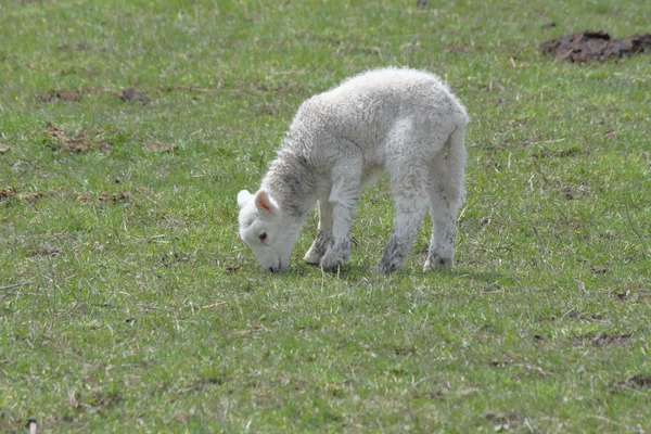 Овцы (ягненок) ) — стоковое фото