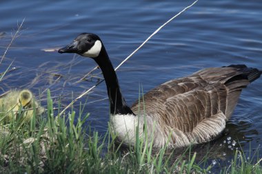 Canada Goose & Goslings clipart