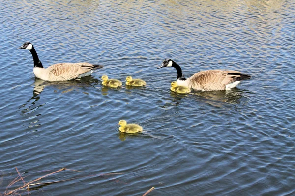 Canada Goose & Goslings — Stock Photo, Image