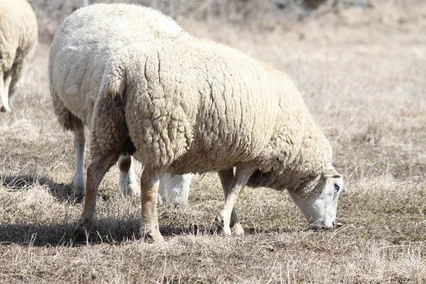 Овца (Овца) ) — стоковое фото