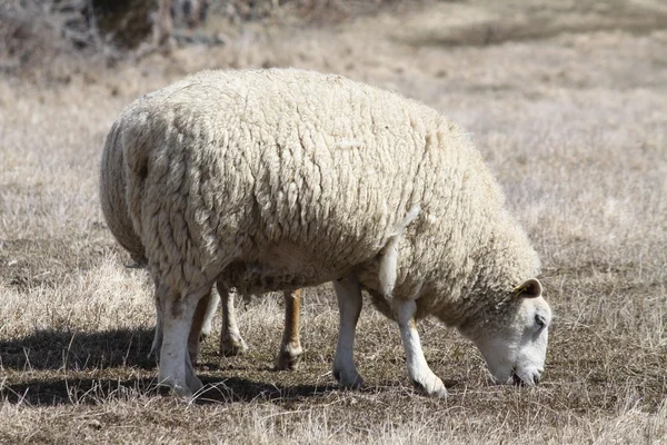 羊 (羊) — ストック写真