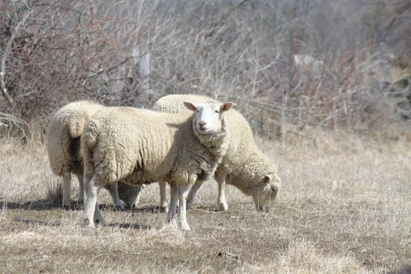 Πρόβατα (προβατίνα) — Φωτογραφία Αρχείου