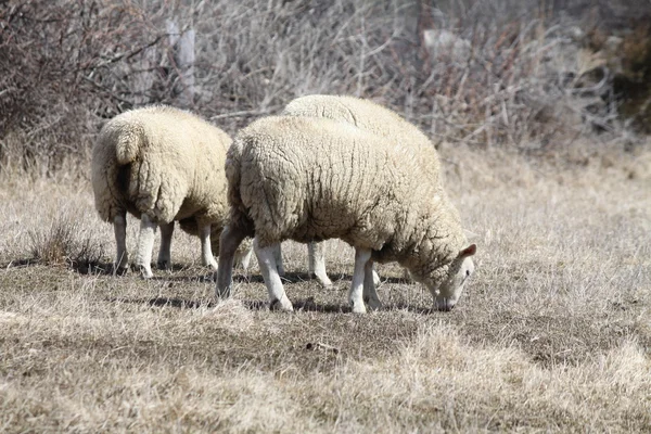 Sheep (Ewe) — Stock Photo, Image