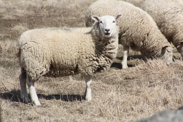 Owiec (premia za owce maciorki) — Zdjęcie stockowe