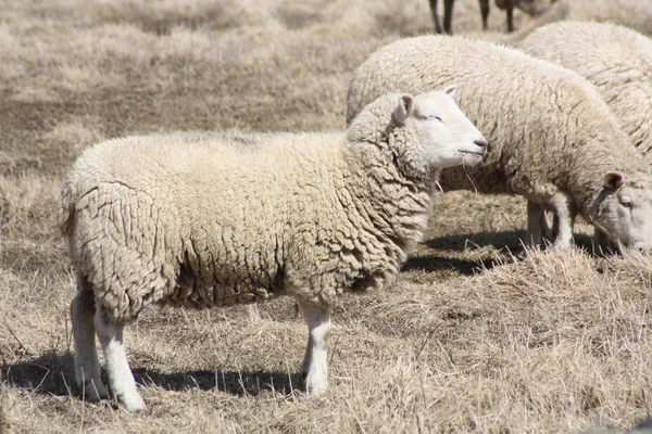 Bárány (juh) — Stock Fotó