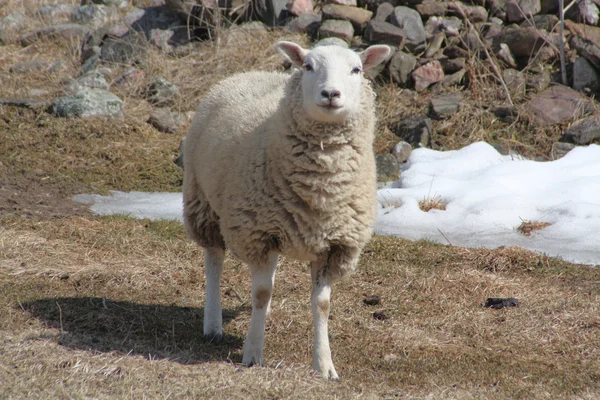羊 (母羊) — 图库照片